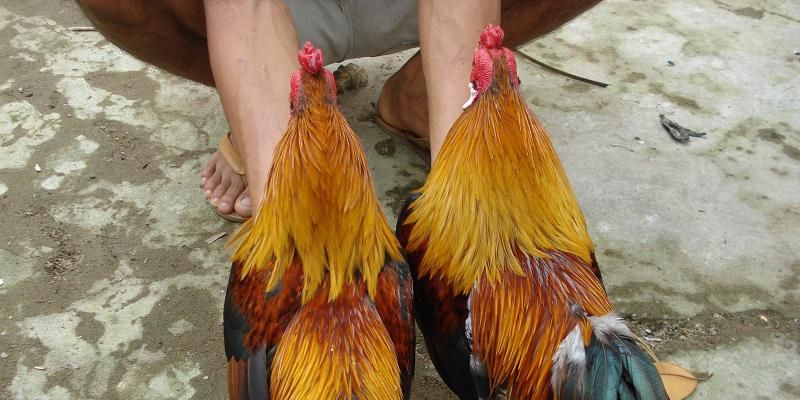 Cách đọc kèo đá gà chính xác tại Xóc Đĩa thu về nhuận lớn 2 Vì sao cách đọc kèo đá gà chính xác lại quan trọng