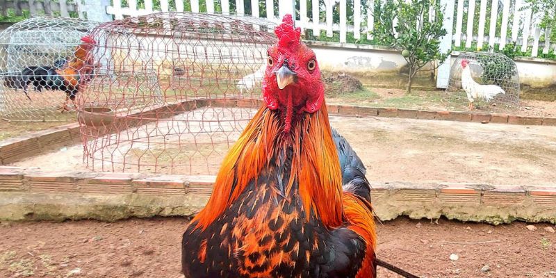 Cách đọc kèo đá gà chính xác tại Xóc Đĩa thu về nhuận lớn 4 Thắc mắc xoay quanh cách đọc kèo chính xác