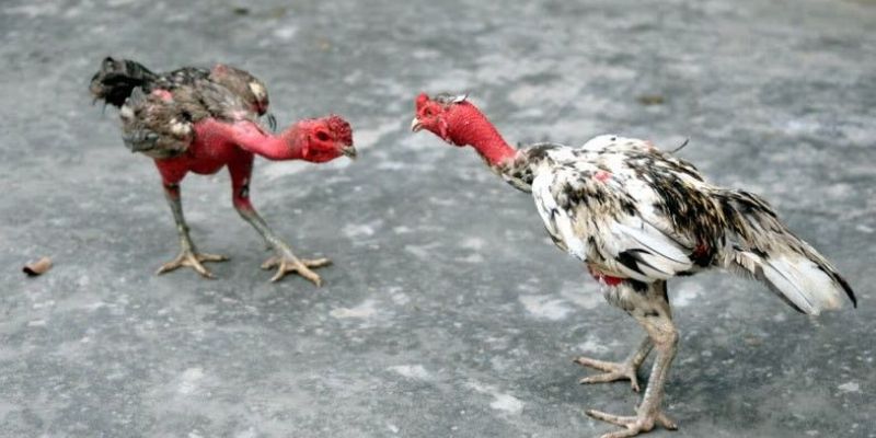 Cách đọc kèo đá gà chính xác tại Xóc Đĩa thu về nhuận lớn 3 Phương pháp đọc kèo chính xác theo từng trận đấu
