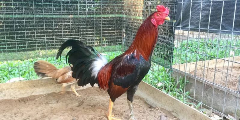 Đá gà tiền tỷ Xóc Đĩa – Sân chơi của dân cược đẳng cấp 3 Hướng dẫn cách thức tham gia đặt cược đá gà tại đây