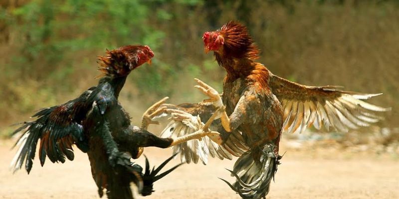 Đá gà tiền tỷ Xóc Đĩa – Sân chơi của dân cược đẳng cấp 4 Người chơi cần nắm rõ những điều gì khi tham gia