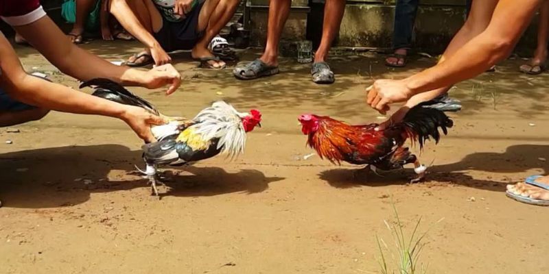 Đá gà trực tiếp Campuchia Xóc Đĩa – Game cá cược cực lời 3 Tham gia đá gà chỉ với 3 bước dễ dàng