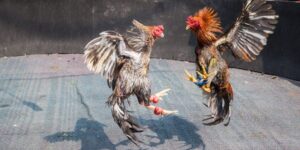 da ga truc tiep campuchia add