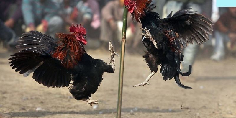 Đá gà trực tiếp cựa dao Xóc Đĩa – Đỉnh cao tốc chiến đấu trí 3 Cần làm gì để đọc kèo đá gà đúng cách