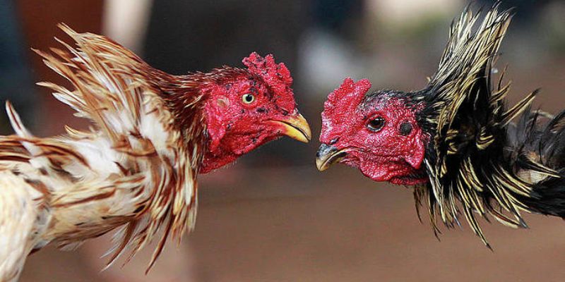 Đá gà trực tiếp cựa dao Xóc Đĩa – Đỉnh cao tốc chiến đấu trí 2 Nguyên do đá gà trực tiếp cựa dao gây sốt
