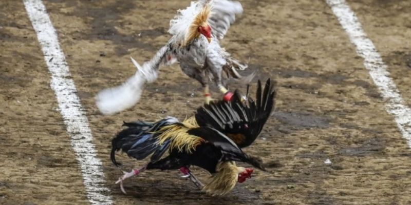 Thuật ngữ trong đá gà tại Xóc Đĩa – Hiểu đúng, cược chuẩn 3 Các thuật ngữ mô tả đặc điểm của các chiến kê