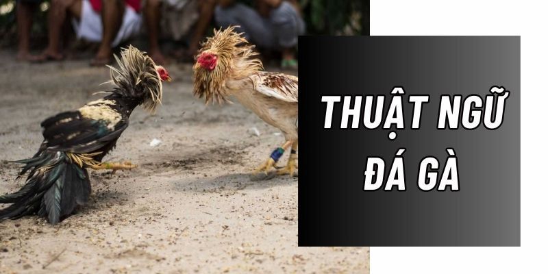 Thuật ngữ trong đá gà tại Xóc Đĩa – Hiểu đúng, cược chuẩn 1 thuat ngu trong da ga add